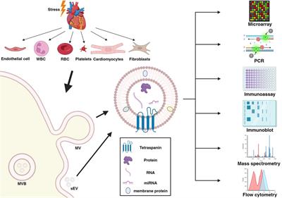 Circulating extracellular vesicles as biomarkers in the diagnosis, prognosis and therapy of cardiovascular diseases